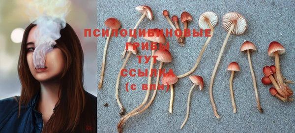 прущие грибы Алзамай